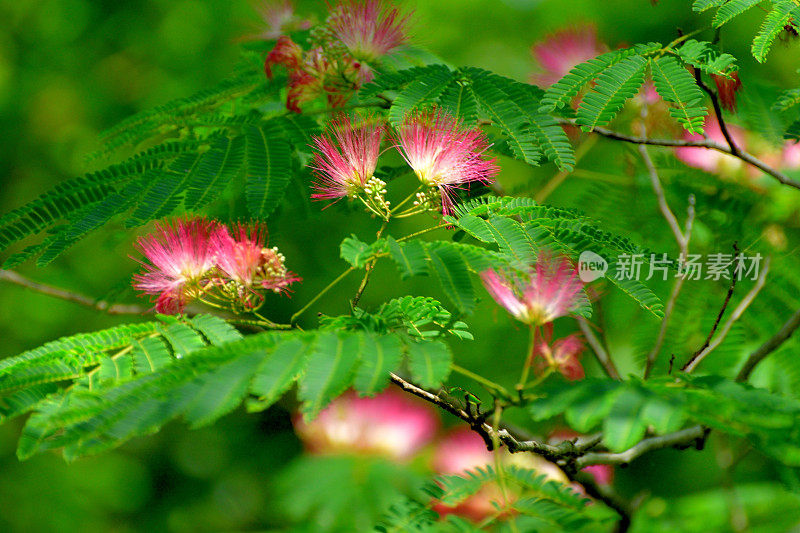 合欢/丝树花:蓬松，粉红色，粉扑花头